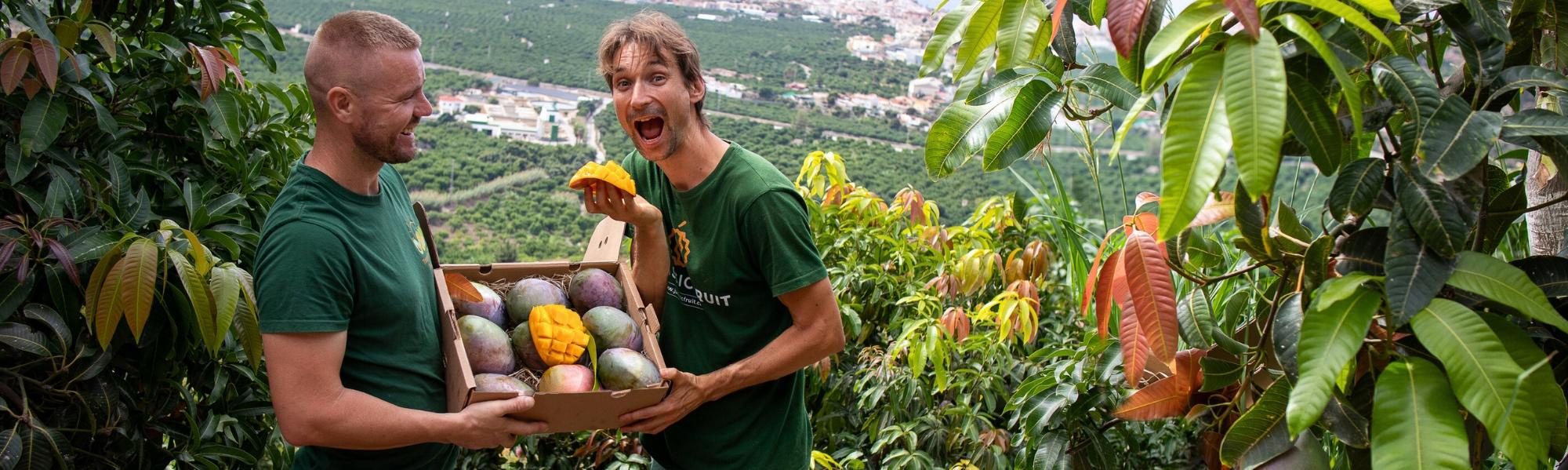 Bio-Mangobauer mit einer Kiste Mangos in den Händen