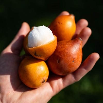 Achacha (Achachairu)