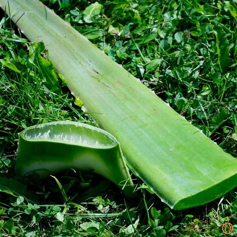 Aloe vera fresh leaf organic