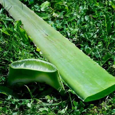 Aloe vera fresh leaf organic