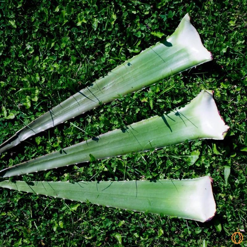Aloe vera fresh leaf organic 3pcs