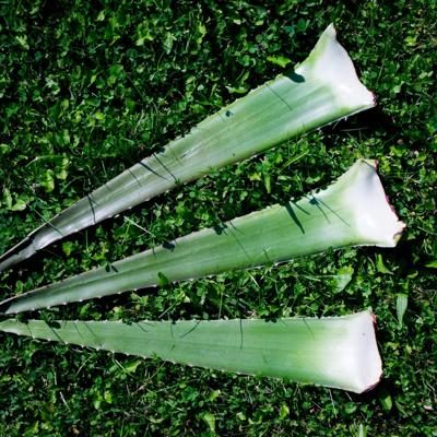 Aloe vera fresh leaf organic 3pcs