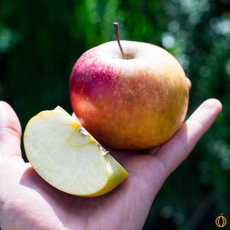 Apple Ariane | Buy at Jurassic Fruit