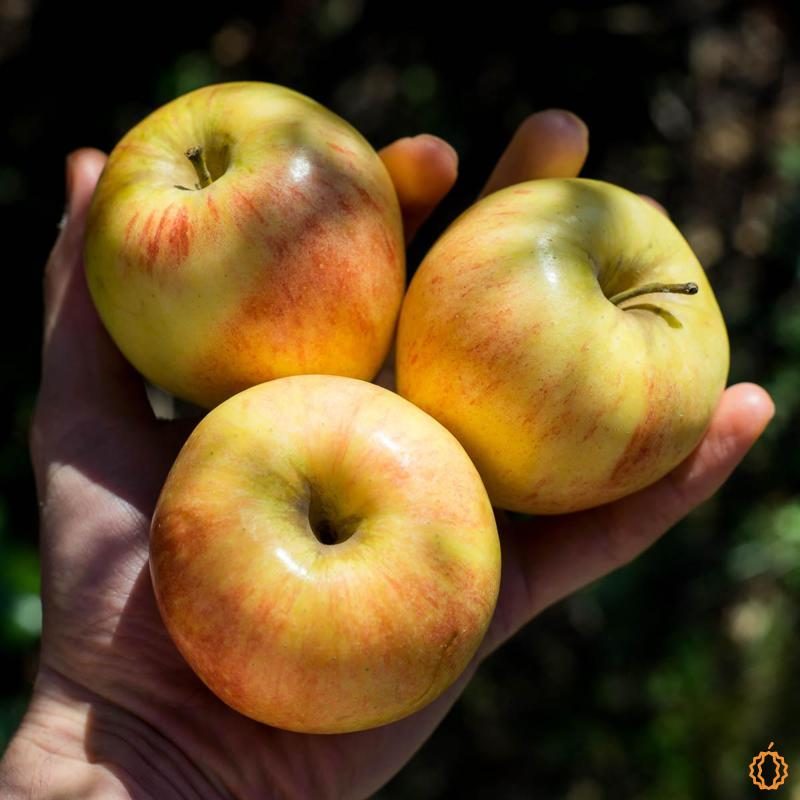 Apple Gala organic