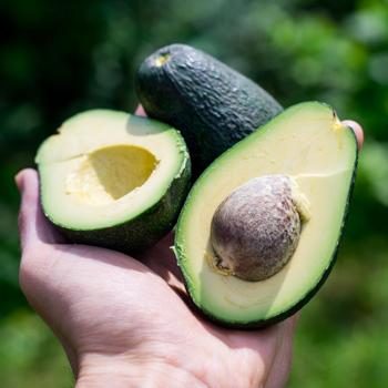 Fresh Bagged Organic Avocados, Tropical Fruits