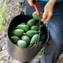 Harvesting Avocado Fuerte in a bucket in Spain