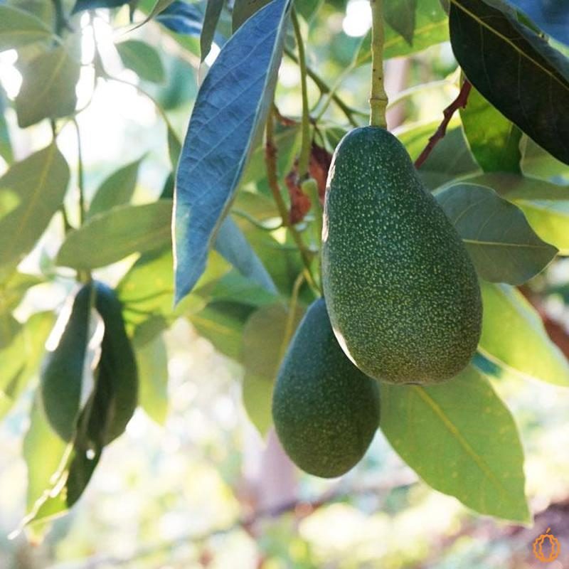 Avocado Fuerte fully mature hanging on the tree