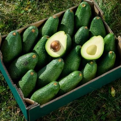 Avocado Fuerte direct from Iulian organic 5kg | est. delivery Jan. 7th 2025