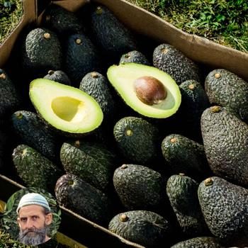 Avocado Farmer Box bio von Rufino 5kg