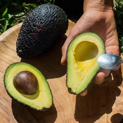 Avocado Hass bio