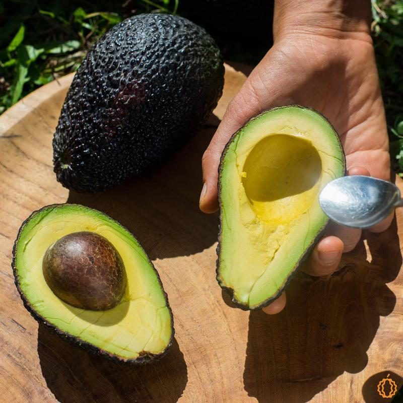 Avocado Hass bio