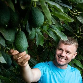 Avocado Hass direct from Iulian organic 5kg