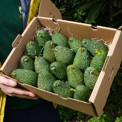 Avocado Hass direct from Iulian organic 5kg