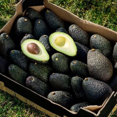 Avocado Hass direkt von Iulian bio 5kg