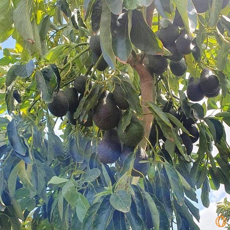 Avocado Hass (1kg) - In Punta di Forchetta