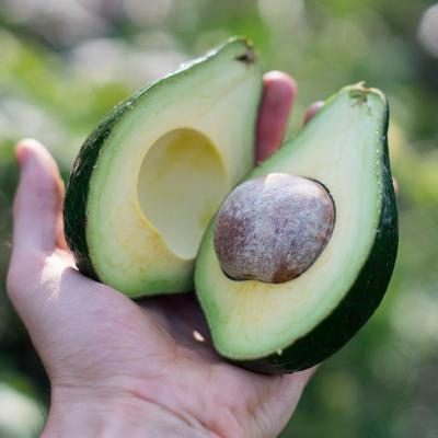 Avocado Lula wild