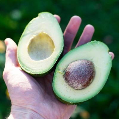 Avocado Malaga bio