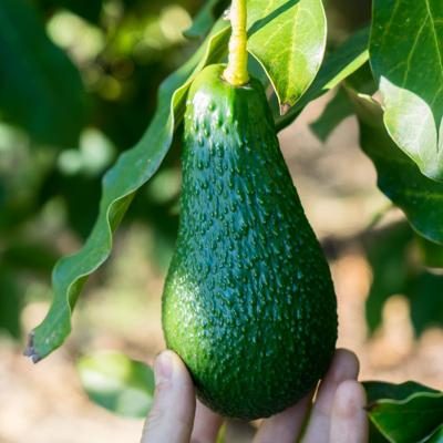 Avocado Pinkerton organic