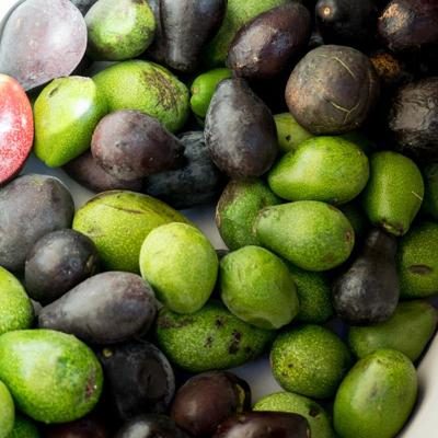 Avocado Wild from Ricardo organic