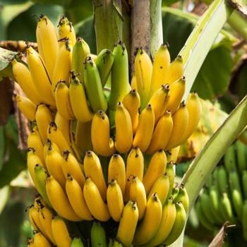 Banane Cavendish bio