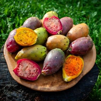 Barbary Fig