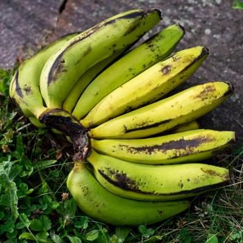 Banana Gros-Michel