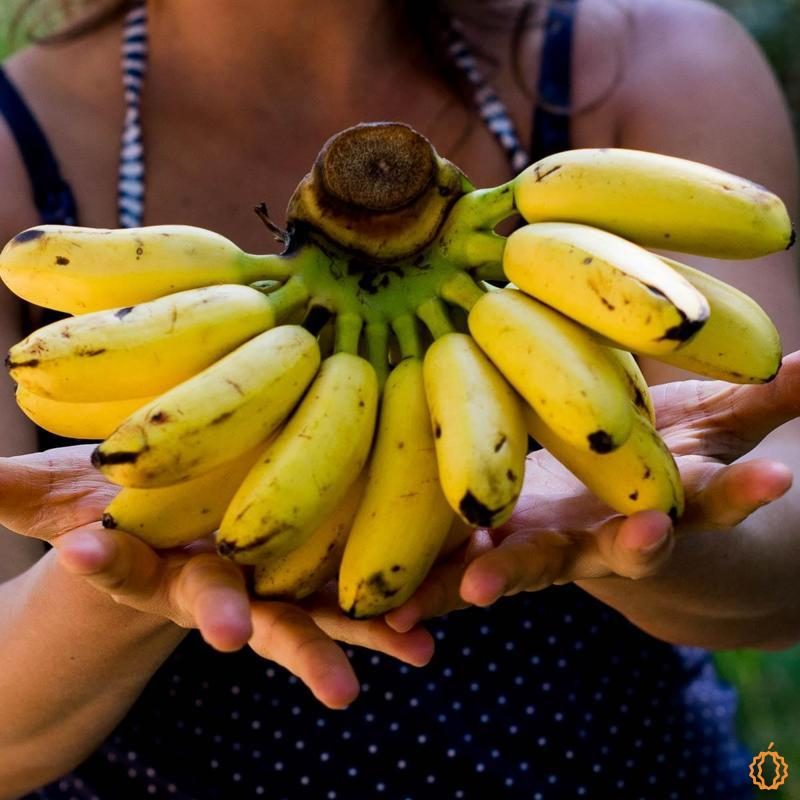 Banana Khai organic