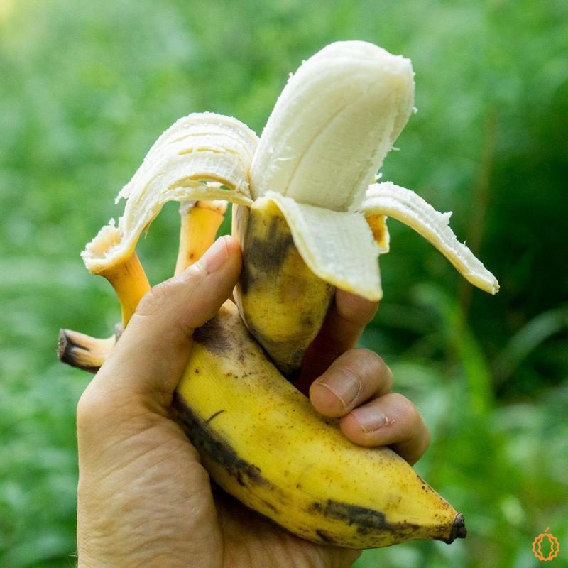 https://cdn.jurassicfruit.com/images/product/1BAN36/800/banana-namwa-organic.jpg?t=1669523661