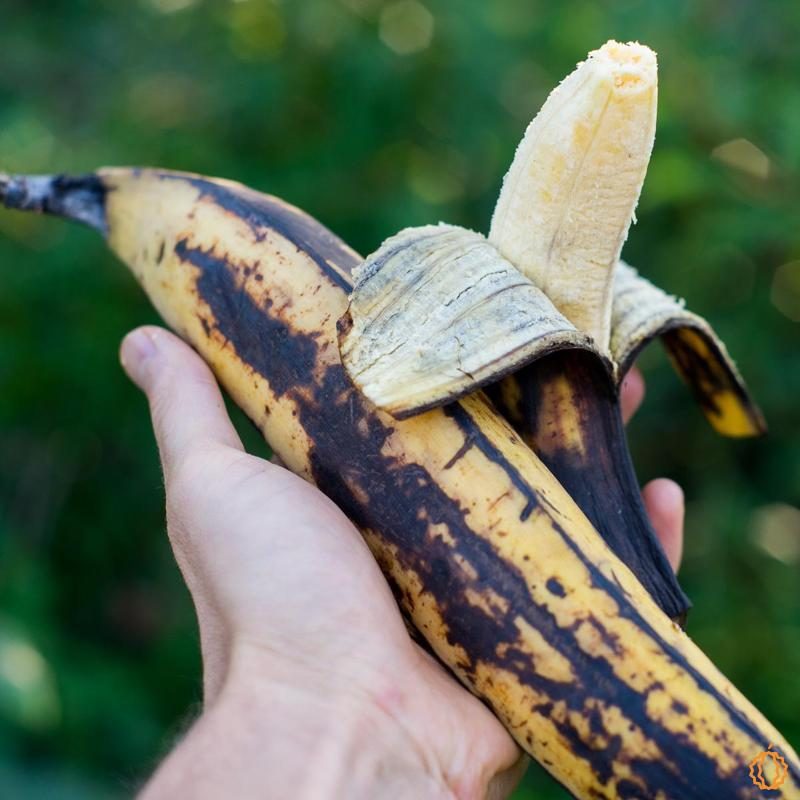 Banane Plantan