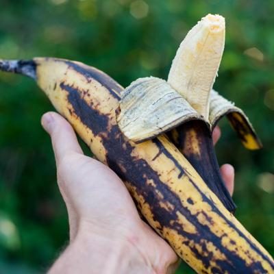 Banane Plantain