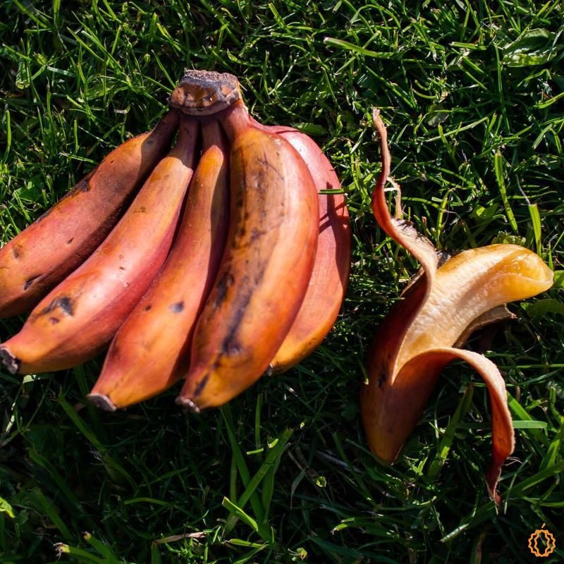 Banana Red organic