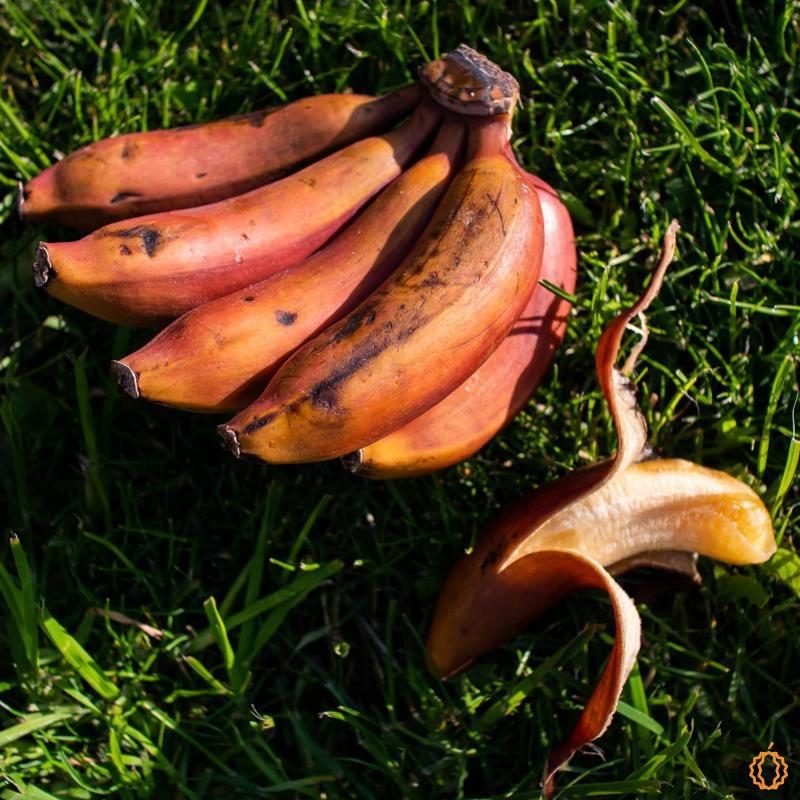 Banane Rosa