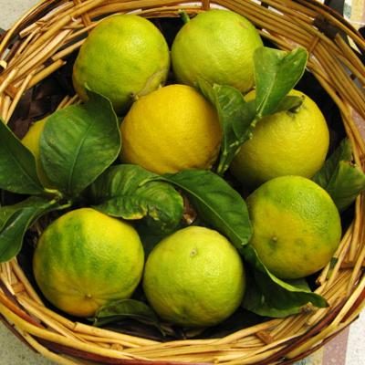Bergamot orange organic