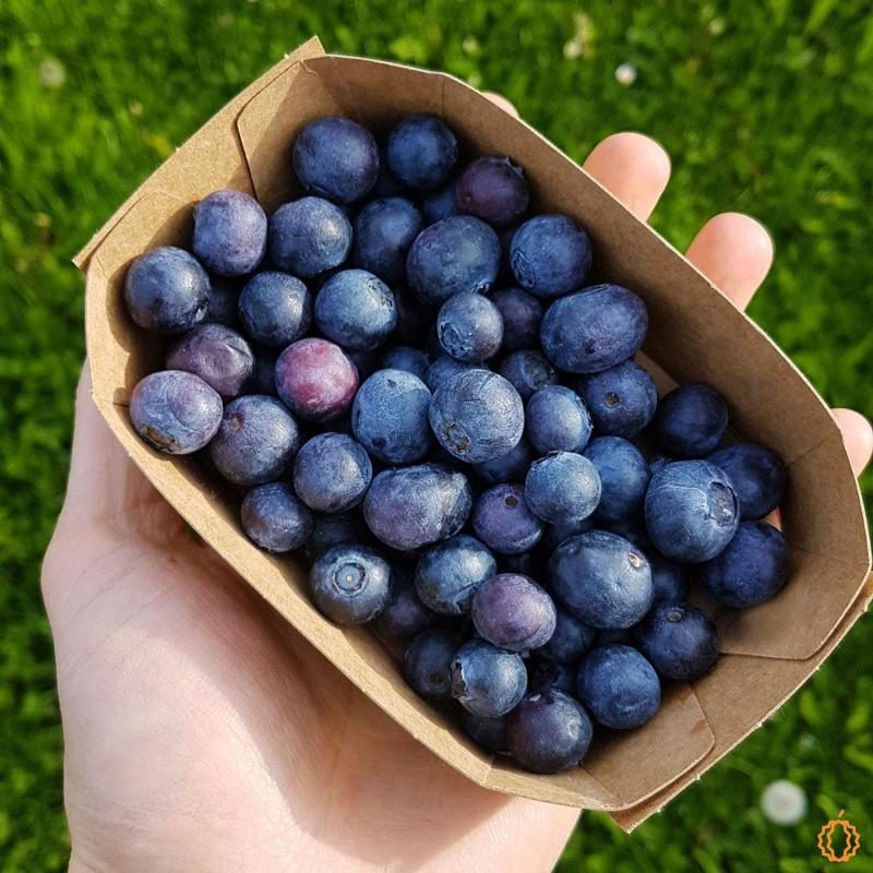 Blueberry organic 125g