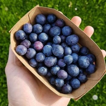 Blueberry organic 125g