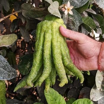 Buddha's hand organic
