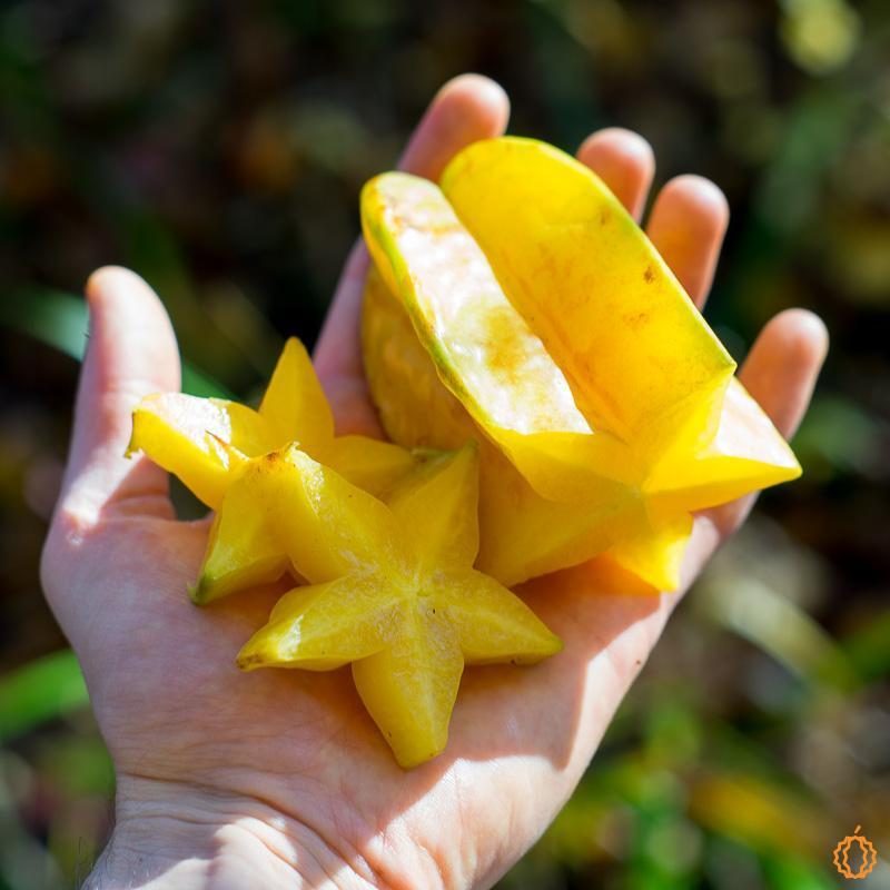 Carambola (Starfruit) organic