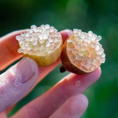 Citron Caviar (Citrus australasica)