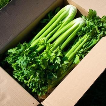 Celery stalk organic 5kg