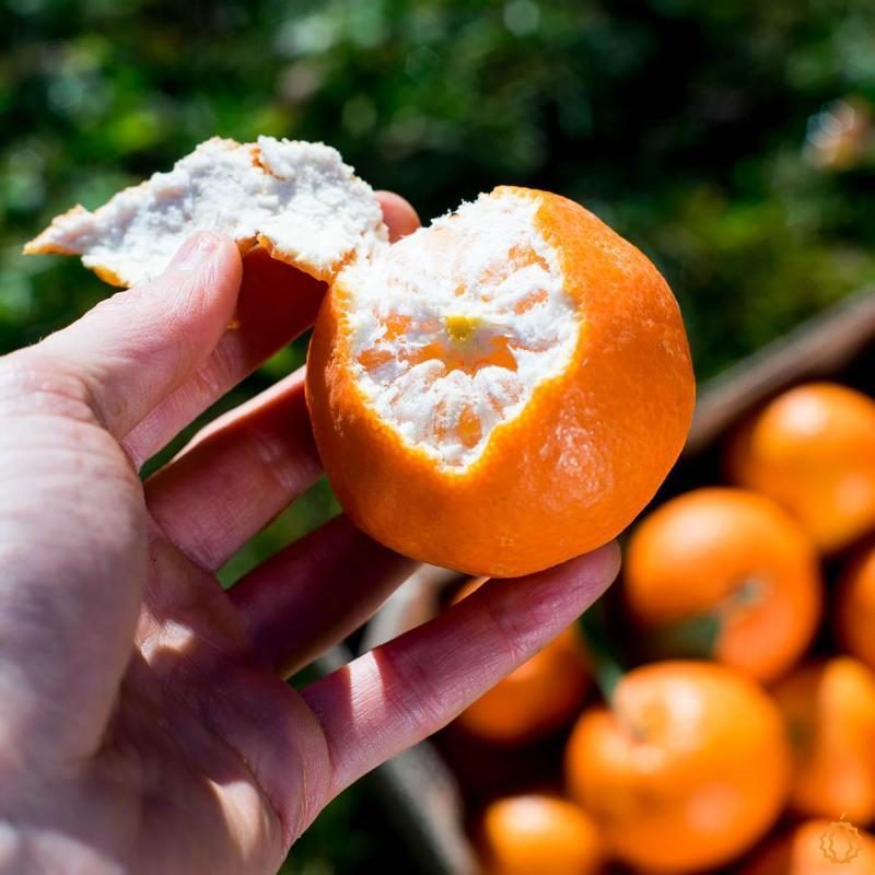 Clementine Clemenules Organic from Jurassic Fruit - 1kg Clementine Clemenules Organic from Jurassic Fruit - 1kg
