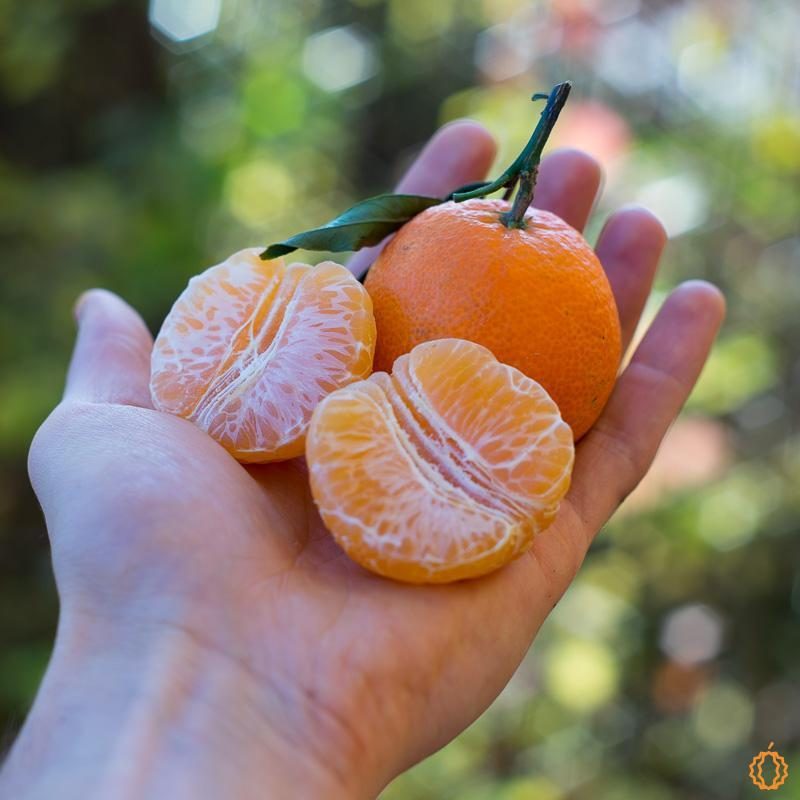 Clementine Fortuna organic