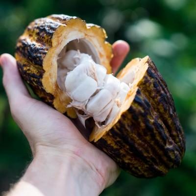 Cocoa Pod