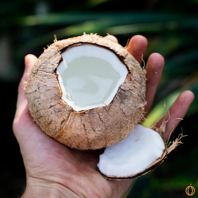 Coconut ripe