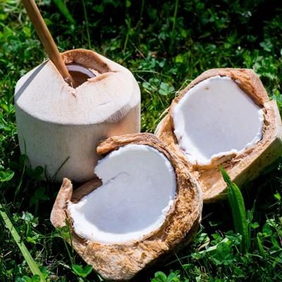 Noix de coco jeune fraîche Pagode bio 1 p.