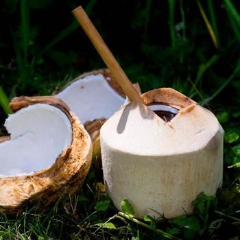 Young Coconut Pagode