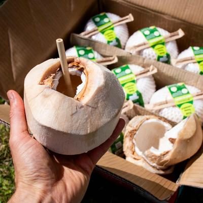 Young Fresh Coconut Pagode | Anti-waste |