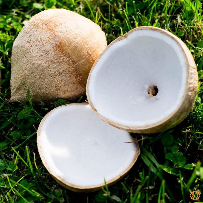 Noix de coco jeune Light bio