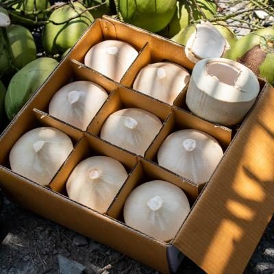 Young Fresh Coconut Pagode direct from Liu organic