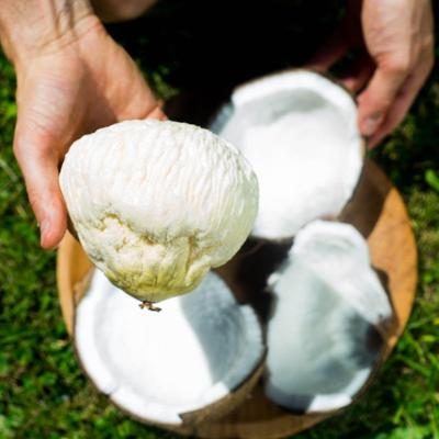 Coconut sprouted wild 500g