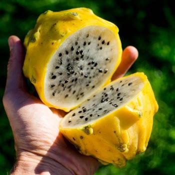 Drachenfrucht (Pitaya) gelb süß bio
